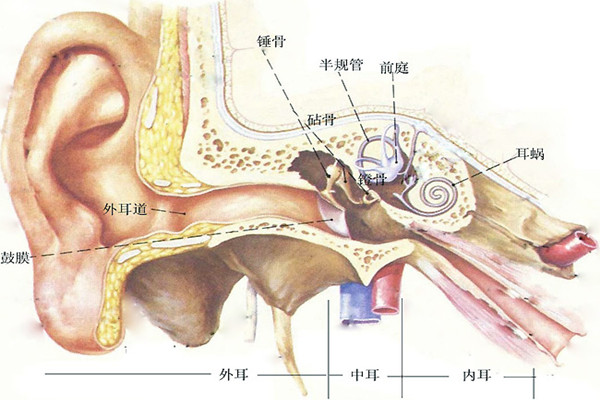有一种眩晕叫耳石症