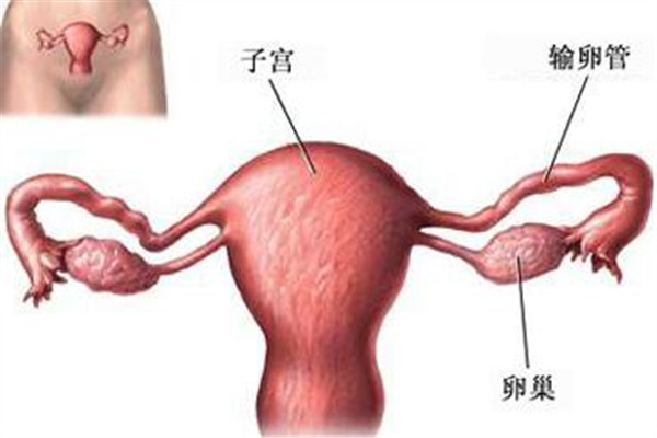 关于女性附件炎  你应该知道这些