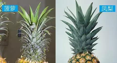 凤梨与菠萝你分得开么