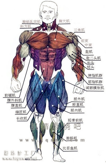 游泳是全身锻炼,不同的泳姿可以锻炼相应部位肌肉,促进肌肉增长.