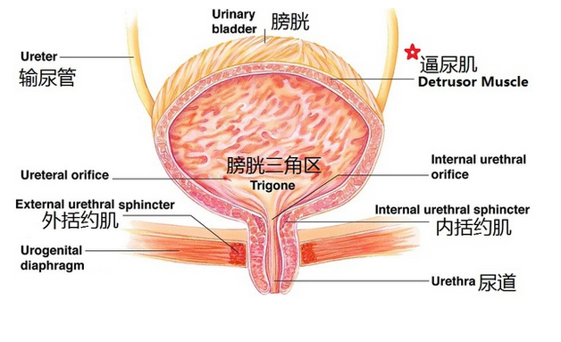 膀胱在我们的骨盆前方