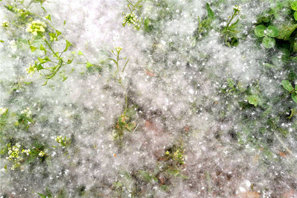 柳絮飘飘怕过敏 教你这几招防护!