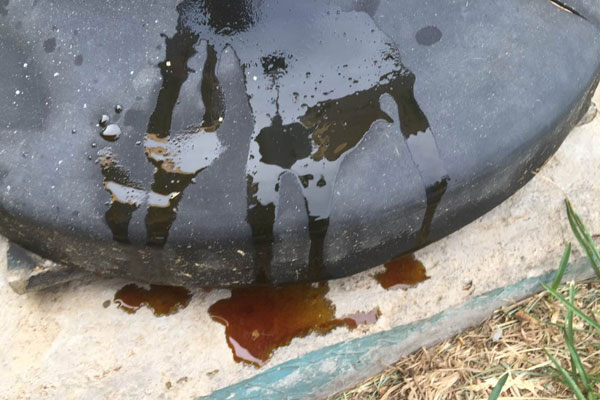 夏季游玩当心"性情残暴"的蜱虫 小编同事爱犬已中招