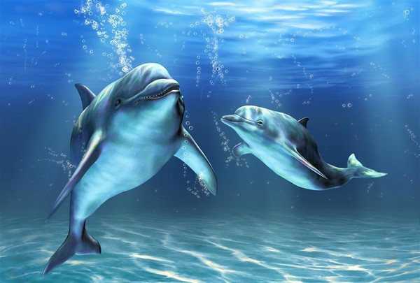 海豚式睡眠